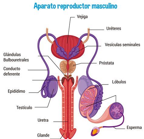 Aparato Reproductor Masculino Escolar Abc Color