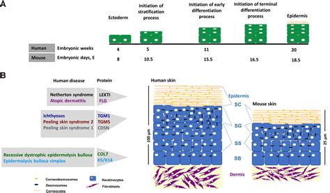 Keratinocyte Differentiation And Proteolytic Pathways In Skin Patho Physiology The