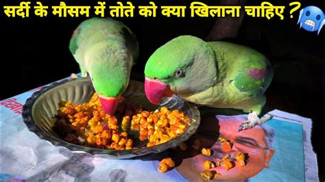 Parrot Winter Food List तोते को क्या खिलाये Parrot Diet Chart Youtube