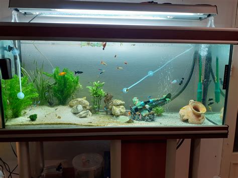 Nouvelle Photo De Mon Aquarium B Aquarium Principal B