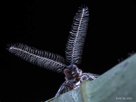 Scale Insect Monophlebidae Drosicha Sp 2g1a3728 Flickr