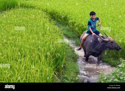 Boy riding a buffalo through the green padi fields of North West Vietnam in Phu Yen Stock Photo ...