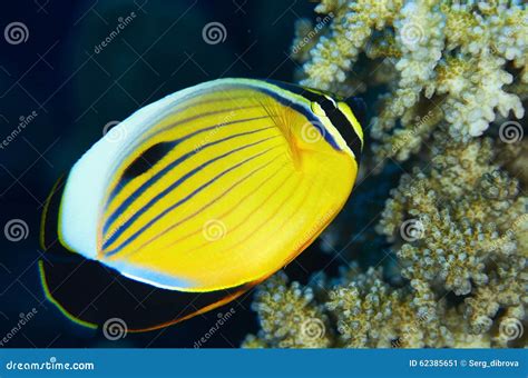 Blacktail Butterflyfish Stock Image Image Of Fish Aquatic 62385651