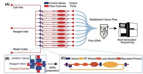 μcb Seq Device Design And Workflow A Schematic Of The Microfluidic Download Scientific