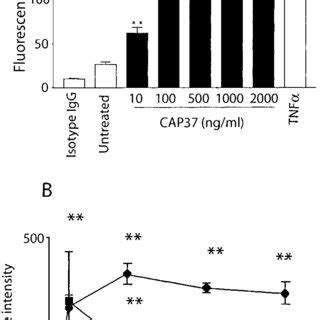 Alignment Of Human Corneal Epithelial Cell Derived Cap With A Human