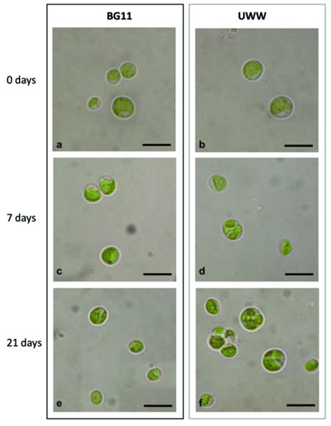 Light Microscopy View Of Microalgae Cultivated In Modified Bg And Uww