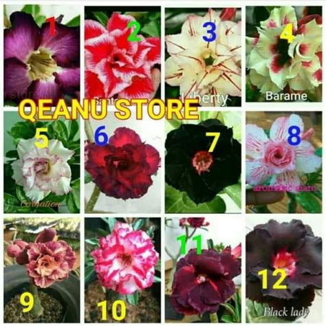 Jual Promo Paket Hemat Adenium Kamboja Jepang Bibit Adenium