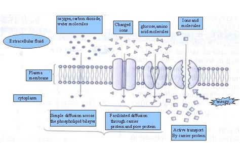 Different types of diffusion & active transport Diagram | Quizlet