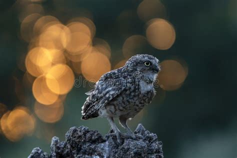 Burrowing Owl Athene Cunicularia Sitting On A Tree Trunk At Sunset