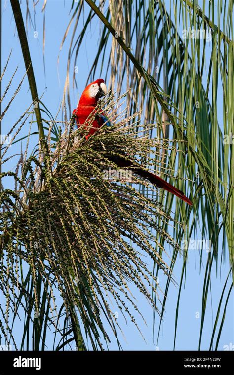 Scarlet Macaw Ara Macao Eating Fruit On Tree Manu National Park