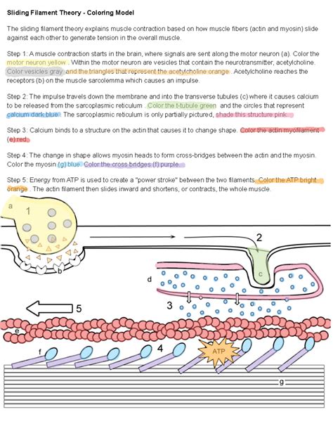 simple steps of sliding filament theory 4