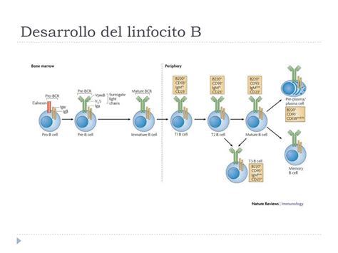 Ppt Elementos Celulares De La Respuesta Inmune Powerpoint