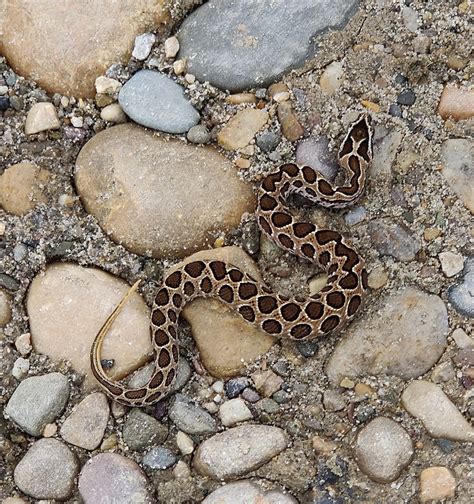 File:Juvenile Russell's Viper.jpg - Wikimedia Commons