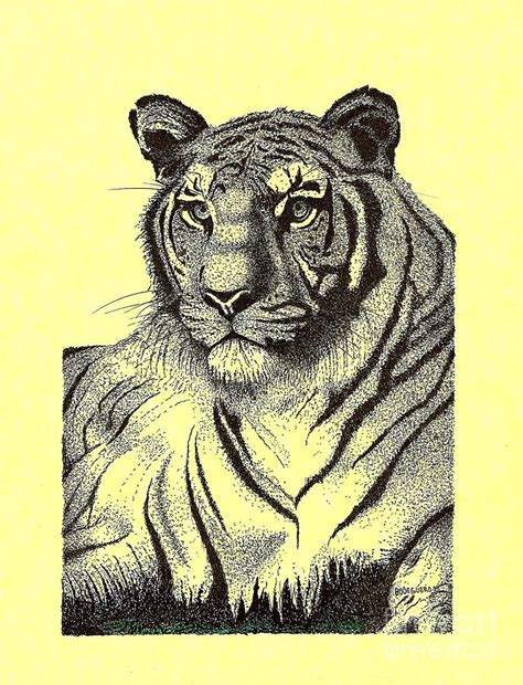 Pen And Ink Drawing Of Royal Tiger Drawing By Mario Perez