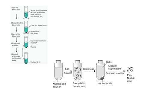 Purification of DNA - OCR AS/A Level Biology | Teaching Resources