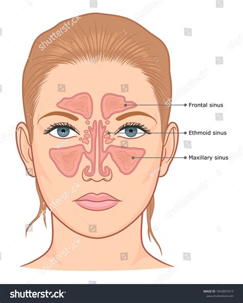 Sinuses Anatomy Medical Diagram Vector Illustration Arkivvektor