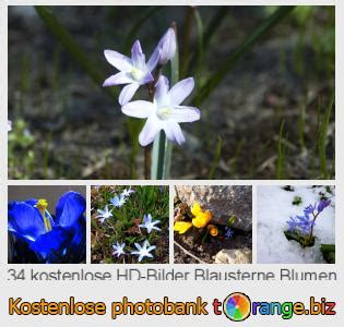 Blausterne Blumen Bild Fr Hlingsblumen Blausterne Bilder Schnee