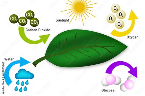 Photosynthesis equation diagram with symbols Stock Illustration | Adobe Stock