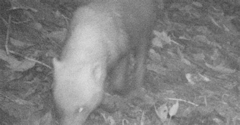 Photos Show Elusive Bush Dog To Be Widespread In Panama Smithsonian