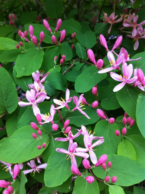 Tartarian Honeysuckle Plants Of Riding Mountain National Park Guide 3