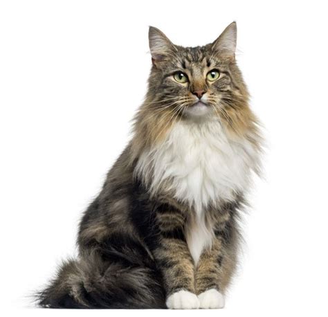 Norwegian Forest Cat Breed Information | Norwegian Forest Cat ...