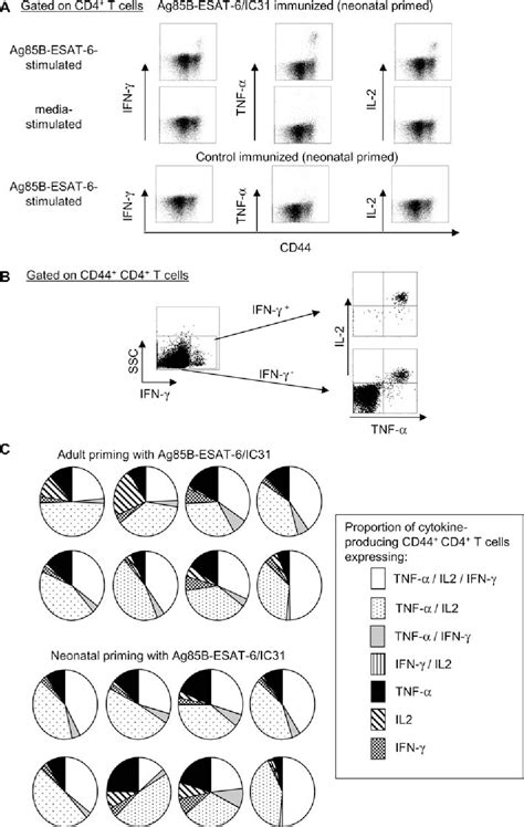 Figure 1 From Adult Like Anti Mycobacterial T Cell And In Vivo