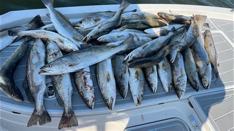 Freeline Croaker For Limits Of Big Speckled Trout Youtube