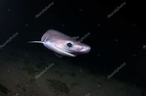 Sixgill Shark Stock Photo by ©thediver123 12349676