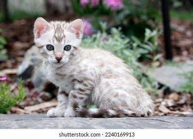 433 Mink Bengal Images, Stock Photos, 3D objects, & Vectors | Shutterstock