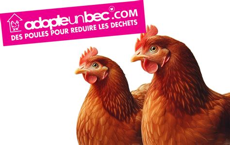 Réservation de poules pondeuses Contact Sivom Vallée de l Yerres et