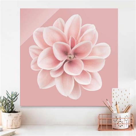 Dahlie Rosa Blush Blume Zentriert Glasbild Als Quadrat Bilderwelten