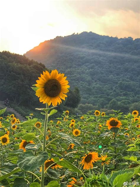 Pin De Sandra Ludovico En Campo De Girass Is Campo De Girasoles