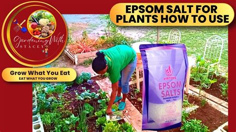 Epsom Salt For Plants How To Use Epsom Benefits For Plants Gardening With Stacey Youtube