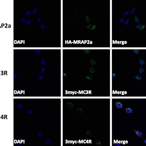 Confocal Microscopy Revealed Cellular Localization Of Mc3r Mc4r And Download Scientific