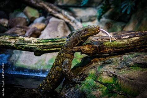 Komodo dragon in the beautiful nature habitat. Monitor lizard Stock ...