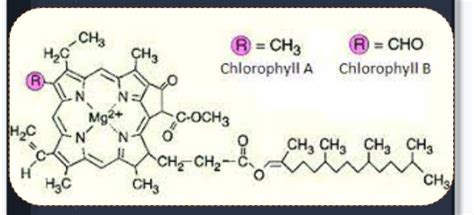 Main difference between chlorophyll a and chlorophyll b is