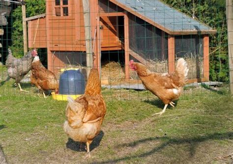 Elever Des Poules Pondeuses Dans Son Jardin Gamm Vert