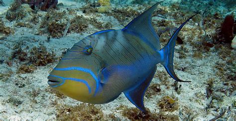 Queen Triggerfish Balistes Vetula Cozumel Mexico Photo 12 45 Off