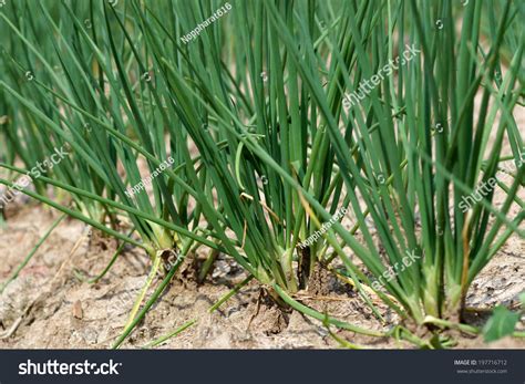 Onions Tree In The Vegetable Garden Stock Photo 197716712 Shutterstock