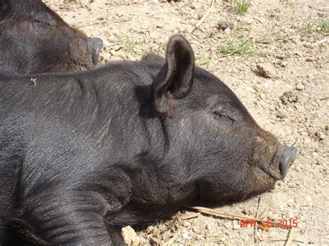 American Guinea Hogs Old Crowe Farm