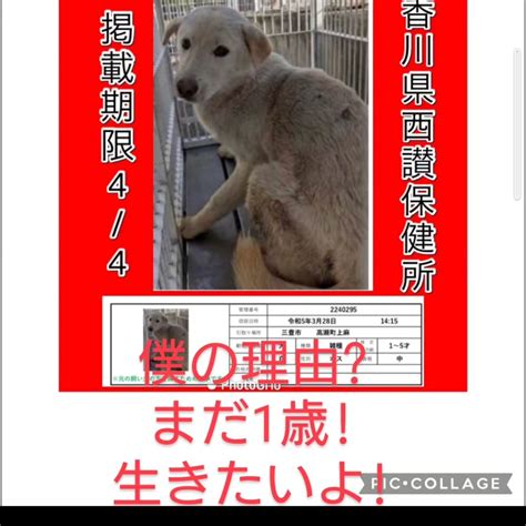 竹内薫（サイエンス作家） On Twitter Rt Coyotemica 🆘香川県 殺処分 里親募集🆘📢掲示期限に野犬の子はお