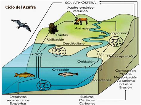 Ciclo Del Azufre