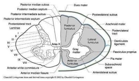 Posterior Funiculus