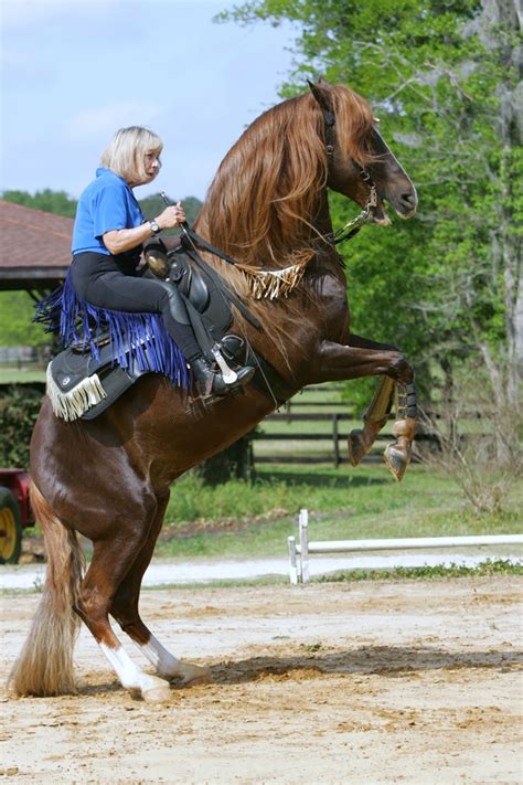 Trick Horse Training, horse tricks, teaching horses tricks, horses ...