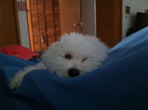 Mimi, Mimi! | Cute dogs, Puppies, Bichon frise