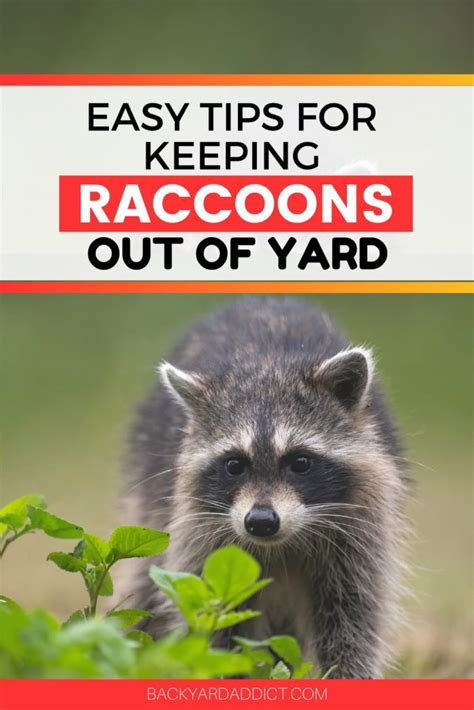 How To Keep Raccoons Out Of Your Yard A Complete Guide Backyard