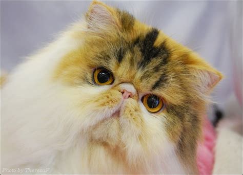 Breeders of Persian Cats : Biological Science Picture Directory ...