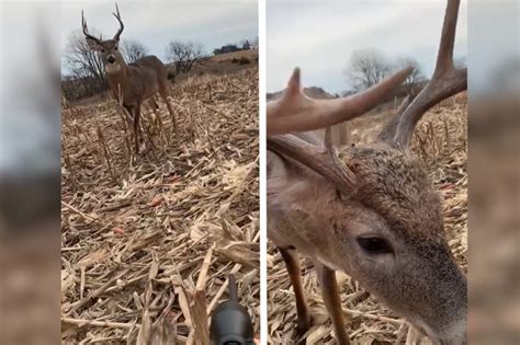 8-Point Buck Walks Right Up and Sniffs the Muzzle of Hunter's Rifle ...