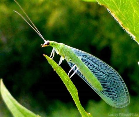 Green Lacewings | GreenRipeGarden