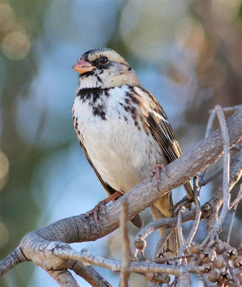 Harris's Sparrow | Audubon Field Guide